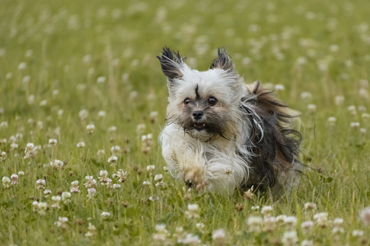 The Unique Traits of the Glen of Imaal Terrier